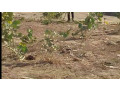 terrain-a-vendre-toubab-dialaw-small-1