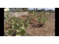 terrain-a-vendre-toubab-dialaw-small-2