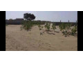 terrain-a-vendre-toubab-dialaw-small-3