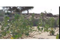 terrain-a-vendre-toubab-dialaw-small-4