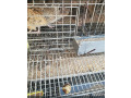 cailles-small-0