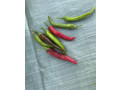 piment-bec-doiseau-small-2