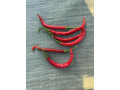 piment-bec-doiseau-small-1