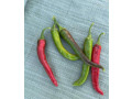 piment-bec-doiseau-small-3