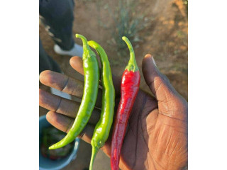 Piment bec d'oiseau