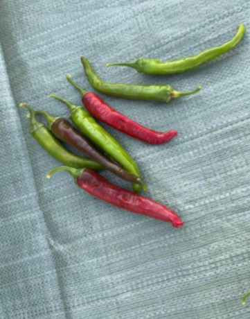 piment-bec-doiseau-big-2