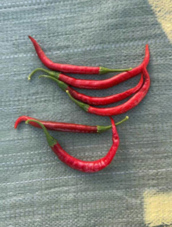 piment-bec-doiseau-big-1