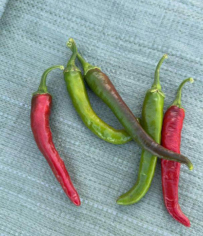 piment-bec-doiseau-big-3