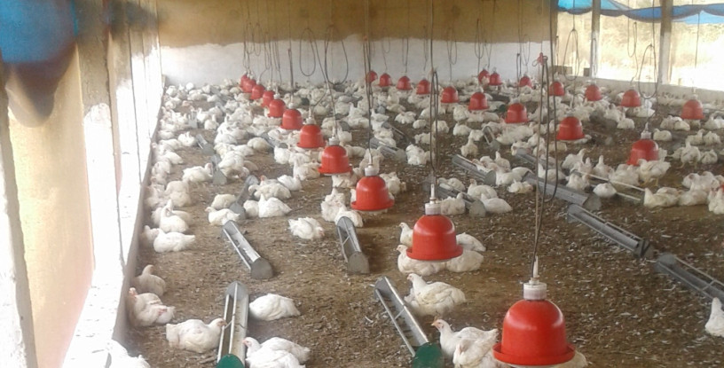 poulet-de-chair-et-bleu-dholland-big-0