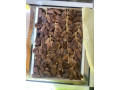 dattes-deglet-nour-5kg-small-2