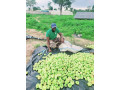 legumes-frais-small-1