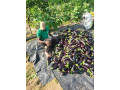 legumes-frais-small-2