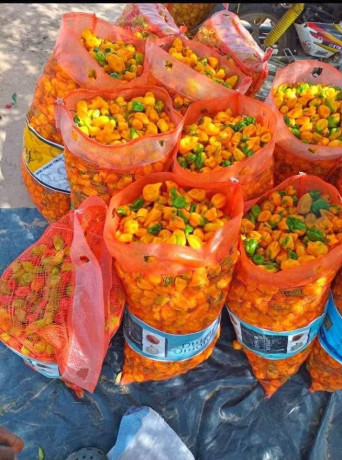 legumes-frais-big-0