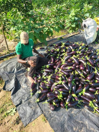 legumes-frais-big-2