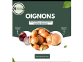 oignons-small-2
