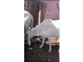 mouton-azawat-small-1