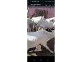 mouton-azawat-small-4