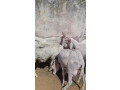 mouton-azawat-small-2
