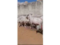 mouton-azawat-small-0
