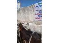 mouton-azawat-small-3