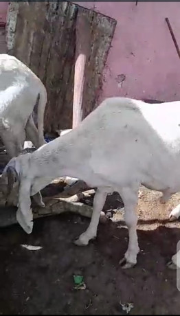 mouton-azawat-big-1
