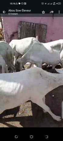 mouton-azawat-big-4
