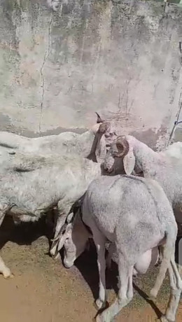 mouton-azawat-big-2