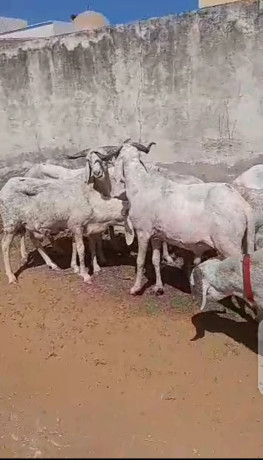 mouton-azawat-big-0
