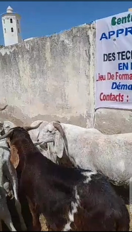 mouton-azawat-big-3