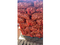 pomme-de-terre-small-4