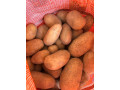 pomme-de-terre-small-2