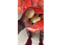 pomme-de-terre-small-3
