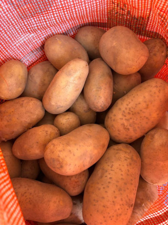 pomme-de-terre-big-2