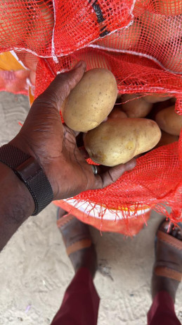 pomme-de-terre-big-3